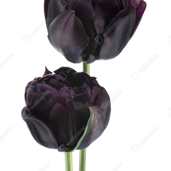 Repositionierbarer Aufkleber dunkle violette tulpen auf weißem hintergrund – Wallnifity® Repositionierbarer Aufkleber dunkle violette tulpen auf weißem hintergrund – Wallnifity®