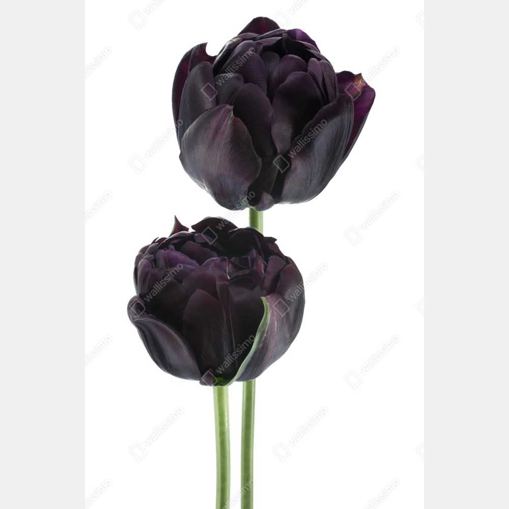 Repositionierbarer Aufkleber dunkle violette tulpen auf weißem hintergrund – Wallnifity® Repositionierbarer Aufkleber dunkle violette tulpen auf weißem hintergrund – Wallnifity®
