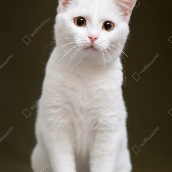 Repositionierbarer Aufkleber niedliches porträt einer weißen katze – Wallnifity® Repositionierbarer Aufkleber niedliches porträt einer weißen katze – Wallnifity®