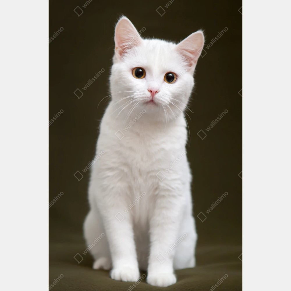 Repositionierbarer Aufkleber niedliches porträt einer weißen katze – Wallnifity® Repositionierbarer Aufkleber niedliches porträt einer weißen katze – Wallnifity®