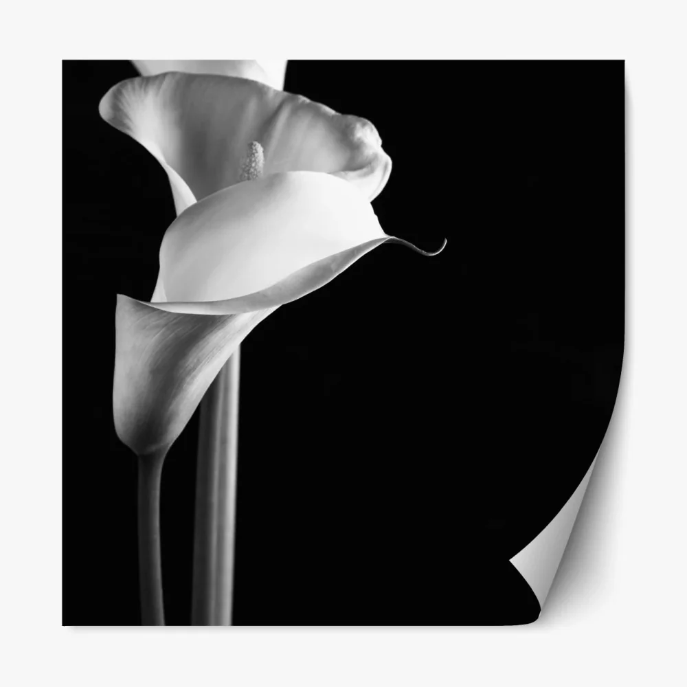 Repositionierbarer Aufkleber elegante calla in monochrom – Wallnifity® Repositionierbarer Aufkleber elegante calla in monochrom – Wallnifity®