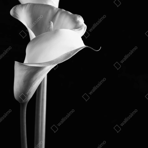 Repositionierbarer Aufkleber elegante calla in monochrom – Wallnifity® Repositionierbarer Aufkleber elegante calla in monochrom – Wallnifity®