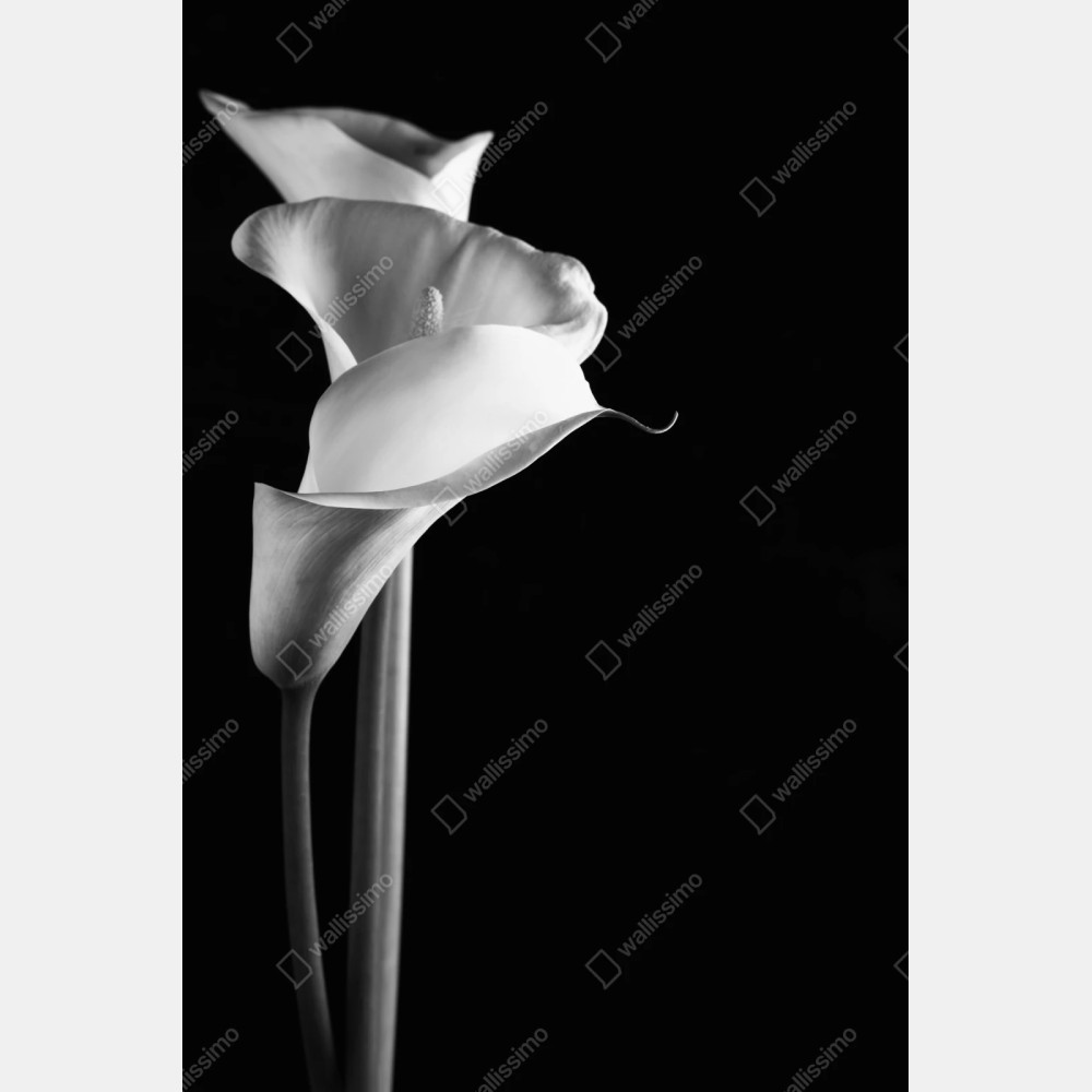 Repositionierbarer Aufkleber elegante calla in monochrom – Wallnifity® Repositionierbarer Aufkleber elegante calla in monochrom – Wallnifity®