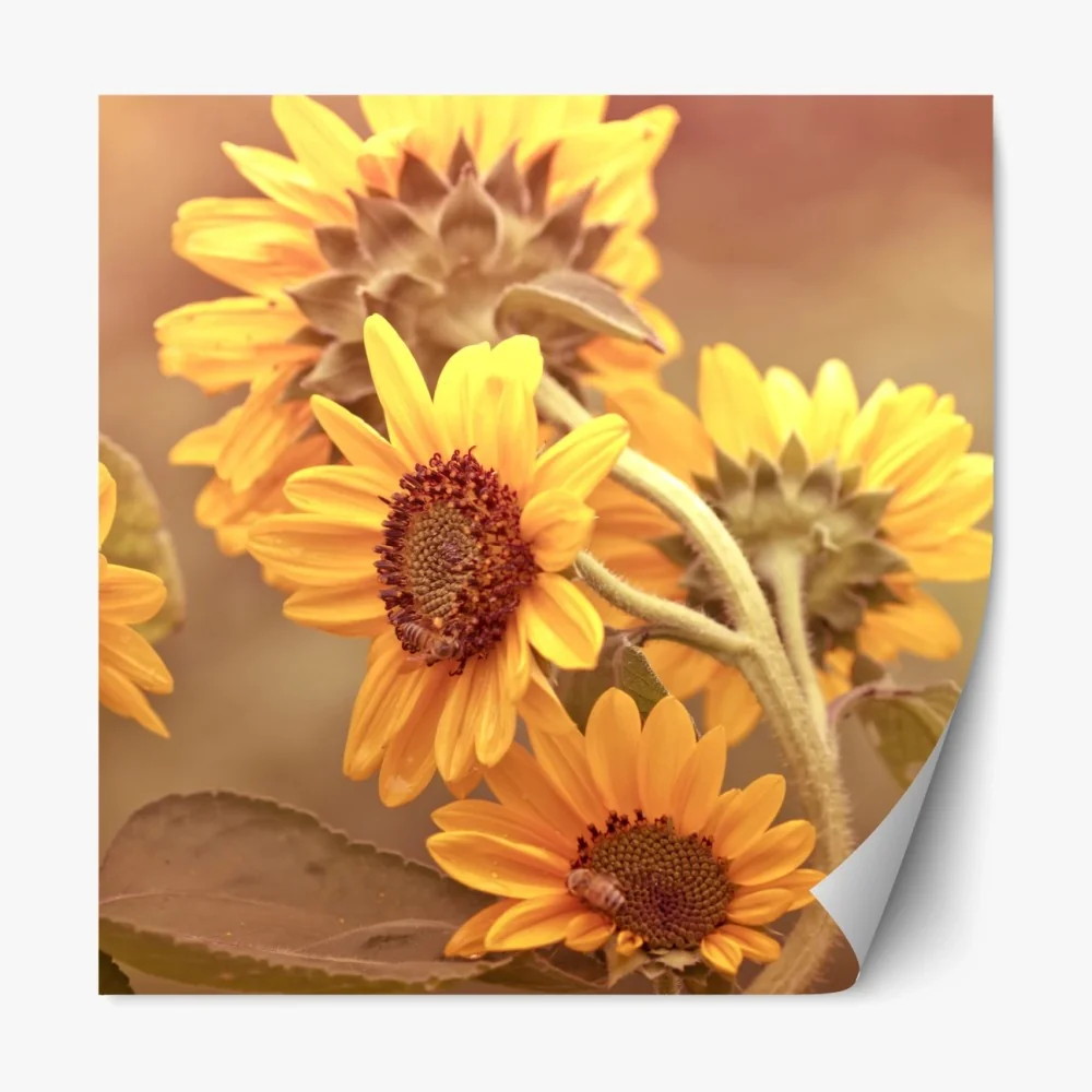 Repositionierbarer Aufkleber vintage sonnenblumen in warmem licht – Wallnifity® Repositionierbarer Aufkleber vintage sonnenblumen in warmem licht – Wallnifity®