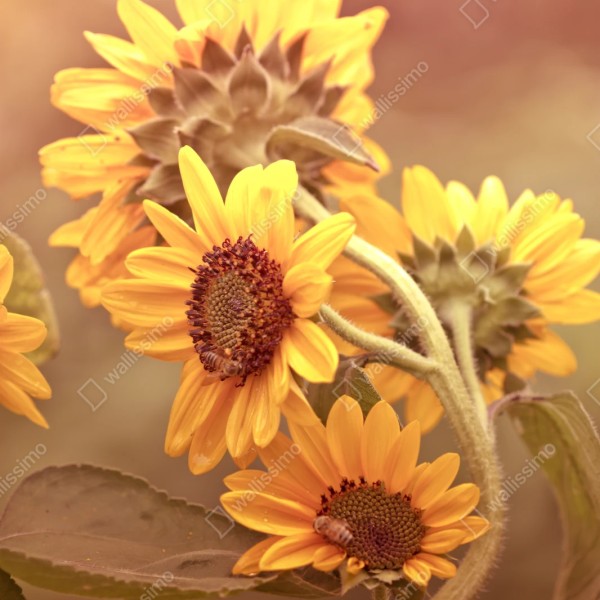 Repositionierbarer Aufkleber vintage sonnenblumen in warmem licht – Wallnifity® Repositionierbarer Aufkleber vintage sonnenblumen in warmem licht – Wallnifity®