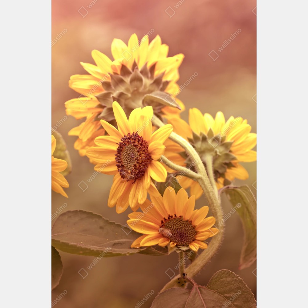 Repositionierbarer Aufkleber vintage sonnenblumen in warmem licht – Wallnifity® Repositionierbarer Aufkleber vintage sonnenblumen in warmem licht – Wallnifity®