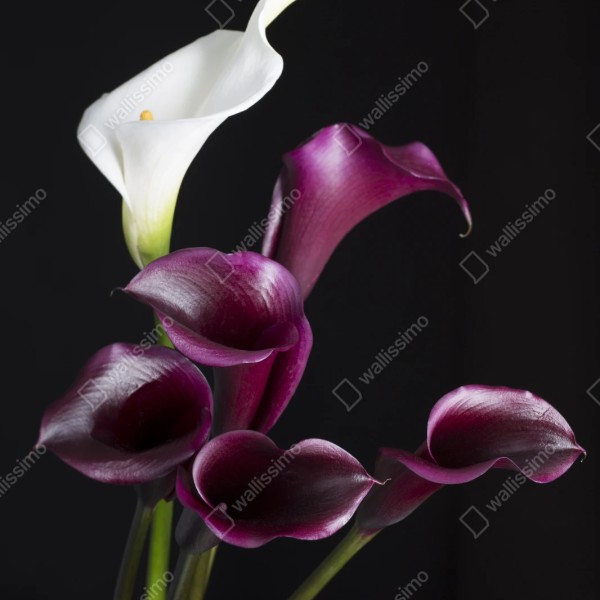 Repositionierbarer Aufkleber elegante violette und weiße callas – Wallnifity® Repositionierbarer Aufkleber elegante violette und weiße callas – Wallnifity®