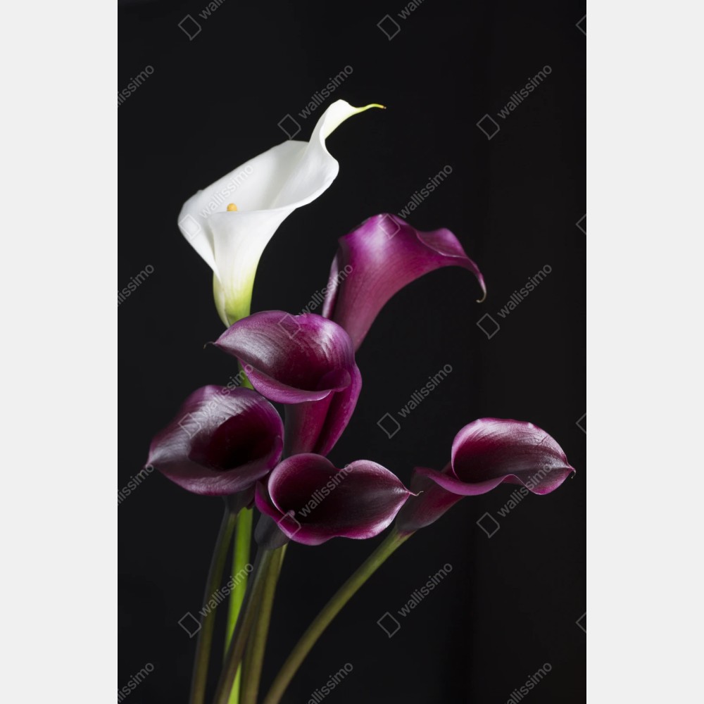 Repositionierbarer Aufkleber elegante violette und weiße callas – Wallnifity® Repositionierbarer Aufkleber elegante violette und weiße callas – Wallnifity®