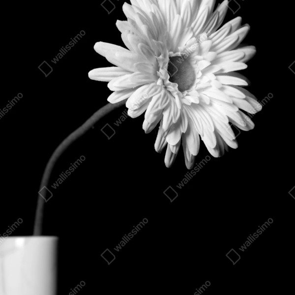 Repositionierbarer Aufkleber weiße gerbera vor schwarzem hintergrund – Wallnifity® Repositionierbarer Aufkleber weiße gerbera vor schwarzem hintergrund – Wallnifity®