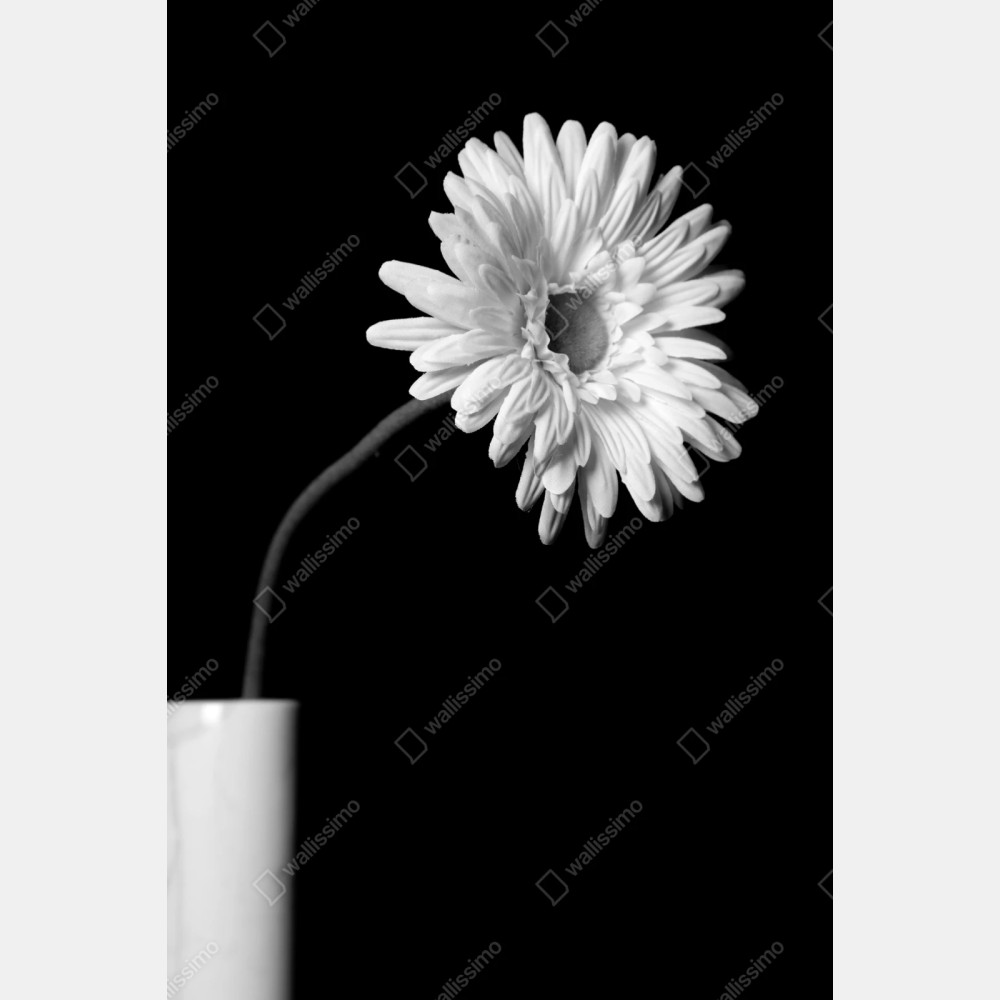 Repositionierbarer Aufkleber weiße gerbera vor schwarzem hintergrund – Wallnifity® Repositionierbarer Aufkleber weiße gerbera vor schwarzem hintergrund – Wallnifity®