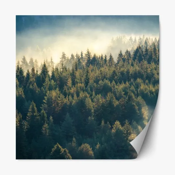 Repositionierbarer Aufkleber ruhiger waldweg durch nadelwald – Wallnifity®