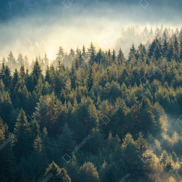Repositionierbarer Aufkleber nebliger kiefernwald im morgenlicht – Wallnifity® Repositionierbarer Aufkleber nebliger kiefernwald im morgenlicht – Wallnifity®