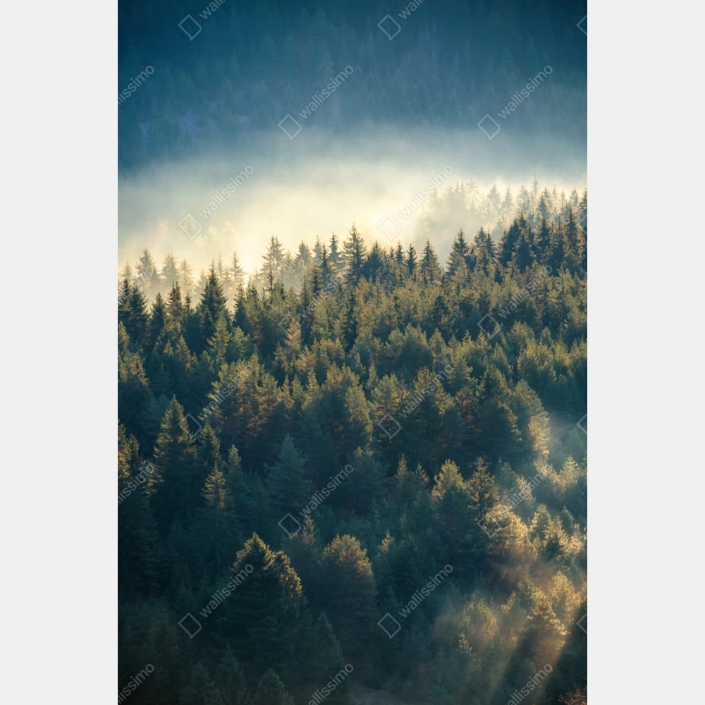 Repositionierbarer Aufkleber nebliger kiefernwald im morgenlicht – Wallnifity® Repositionierbarer Aufkleber nebliger kiefernwald im morgenlicht – Wallnifity®
