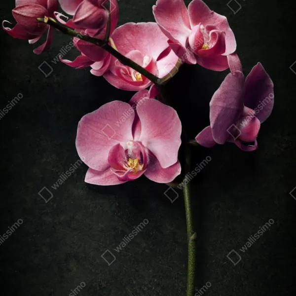 Repositionierbarer Aufkleber rosa orchidee vor dunklem vintage-hintergrund – Wallnifity® Repositionierbarer Aufkleber rosa orchidee vor dunklem vintage-hintergrund – Wallnifity®
