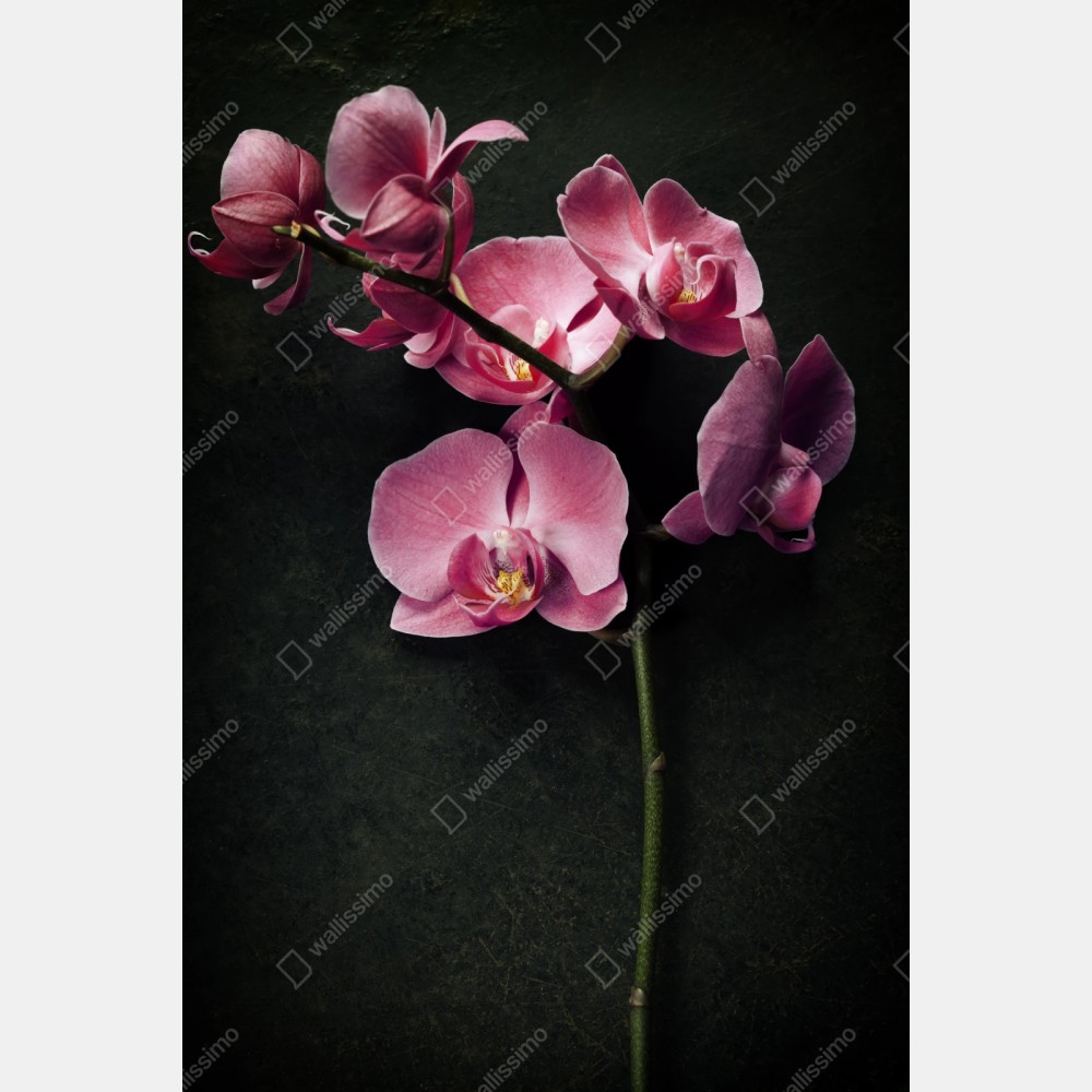 Repositionierbarer Aufkleber rosa orchidee vor dunklem vintage-hintergrund – Wallnifity® Repositionierbarer Aufkleber rosa orchidee vor dunklem vintage-hintergrund – Wallnifity®