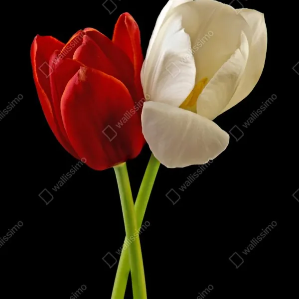 Repositionierbarer Aufkleber rote und weiße tulpen auf schwarzem hintergrund – Wallnifity® Repositionierbarer Aufkleber rote und weiße tulpen auf schwarzem hintergrund – Wallnifity®