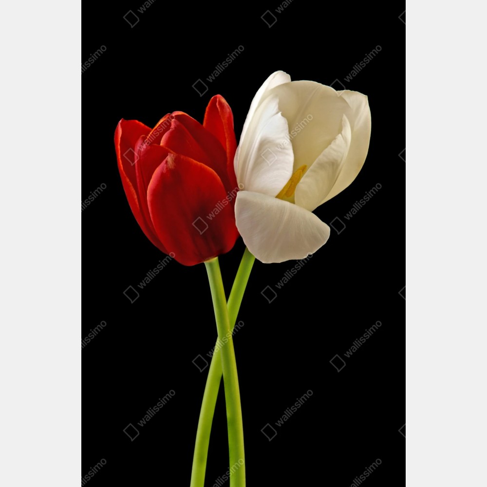 Repositionierbarer Aufkleber rote und weiße tulpen auf schwarzem hintergrund – Wallnifity® Repositionierbarer Aufkleber rote und weiße tulpen auf schwarzem hintergrund – Wallnifity®