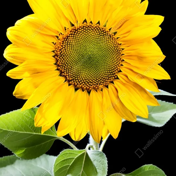 Repositionierbarer Aufkleber leuchtende sonnenblume vor schwarzem hintergrund – Wallnifity® Repositionierbarer Aufkleber leuchtende sonnenblume vor schwarzem hintergrund – Wallnifity®