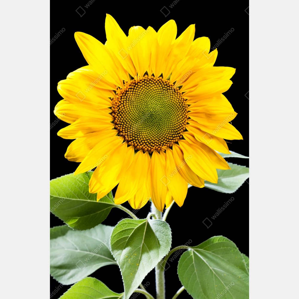 Repositionierbarer Aufkleber leuchtende sonnenblume vor schwarzem hintergrund – Wallnifity® Repositionierbarer Aufkleber leuchtende sonnenblume vor schwarzem hintergrund – Wallnifity®