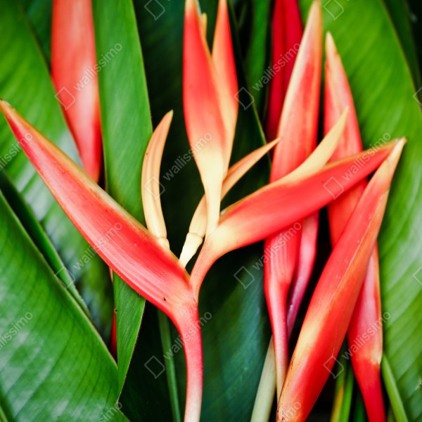 Repositionierbarer Aufkleber leuchtende tropische heliconia-blüten – Wallnifity® Repositionierbarer Aufkleber leuchtende tropische heliconia-blüten – Wallnifity®