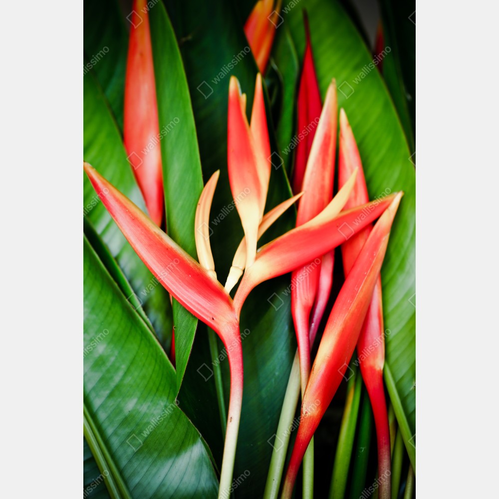 Repositionierbarer Aufkleber leuchtende tropische heliconia-blüten – Wallnifity® Repositionierbarer Aufkleber leuchtende tropische heliconia-blüten – Wallnifity®