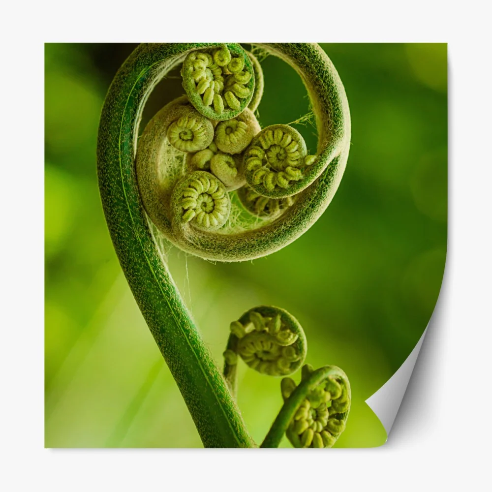Repositionierbarer Aufkleber grüne farnknospe makroaufnahme – Wallnifity® Repositionierbarer Aufkleber grüne farnknospe makroaufnahme – Wallnifity®