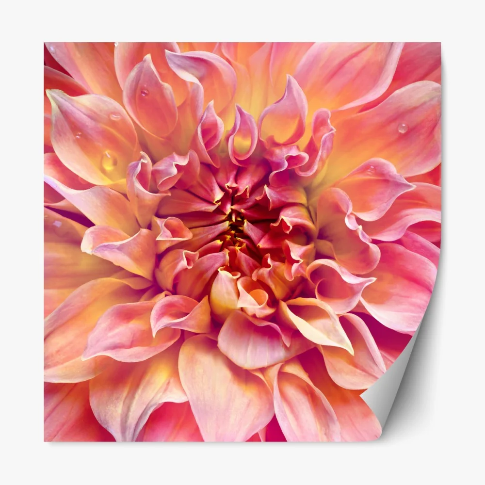 Repositionierbarer Aufkleber rosa dahlie nahaufnahme – Wallnifity®