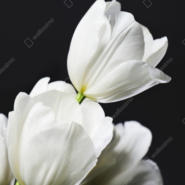 Repositionierbarer Aufkleber weißer tulpenstrauß vor dunklem hintergrund – Wallnifity® Repositionierbarer Aufkleber weißer tulpenstrauß vor dunklem hintergrund – Wallnifity®