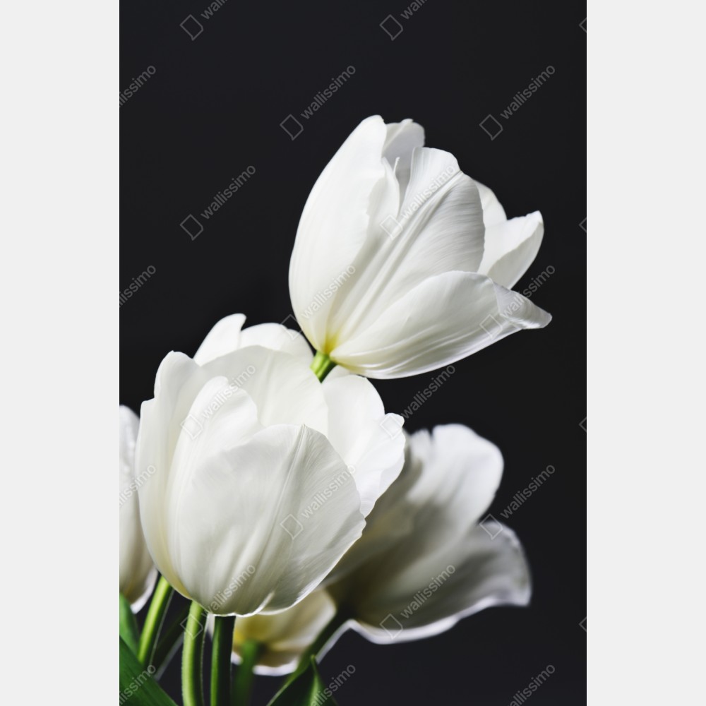 Repositionierbarer Aufkleber weißer tulpenstrauß vor dunklem hintergrund – Wallnifity® Repositionierbarer Aufkleber weißer tulpenstrauß vor dunklem hintergrund – Wallnifity®