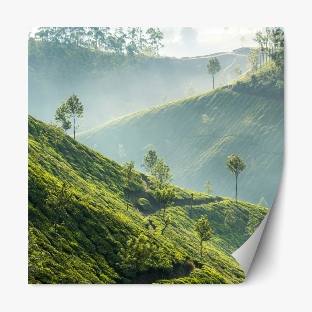 Repositionierbarer Aufkleber neblige teeplantagen auf den hügeln von Munnar – Wallnifity® Repositionierbarer Aufkleber neblige teeplantagen auf den hügeln von Munnar – Wallnifity®
