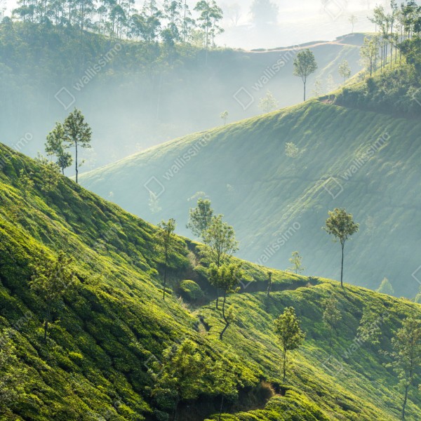 Repositionierbarer Aufkleber neblige teeplantagen auf den hügeln von Munnar – Wallnifity® Repositionierbarer Aufkleber neblige teeplantagen auf den hügeln von Munnar – Wallnifity®