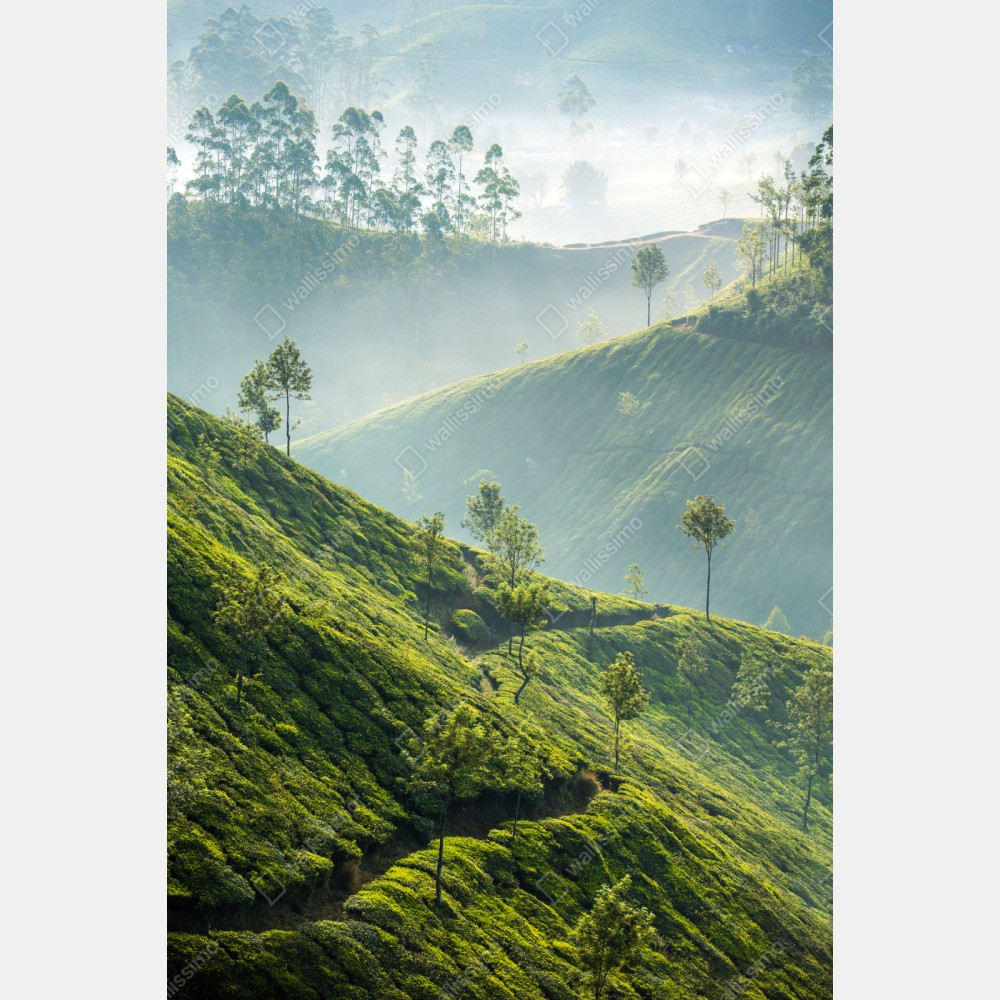 Repositionierbarer Aufkleber neblige teeplantagen auf den hügeln von Munnar – Wallnifity® Repositionierbarer Aufkleber neblige teeplantagen auf den hügeln von Munnar – Wallnifity®