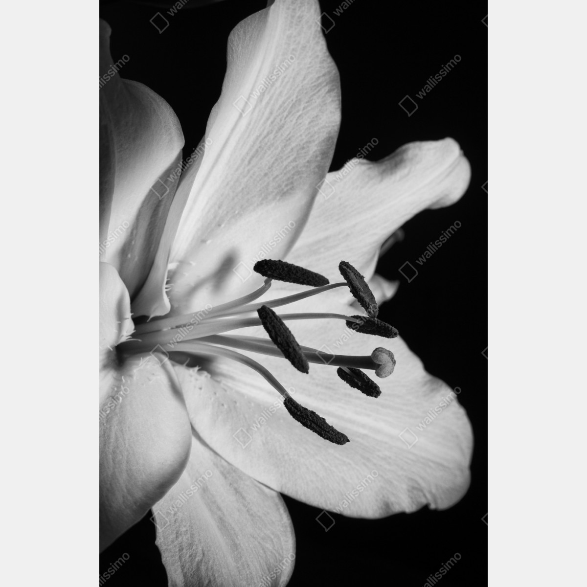Repositionierbarer Aufkleber monochrome lilie nahaufnahme – Wallnifity® Repositionierbarer Aufkleber monochrome lilie nahaufnahme – Wallnifity®