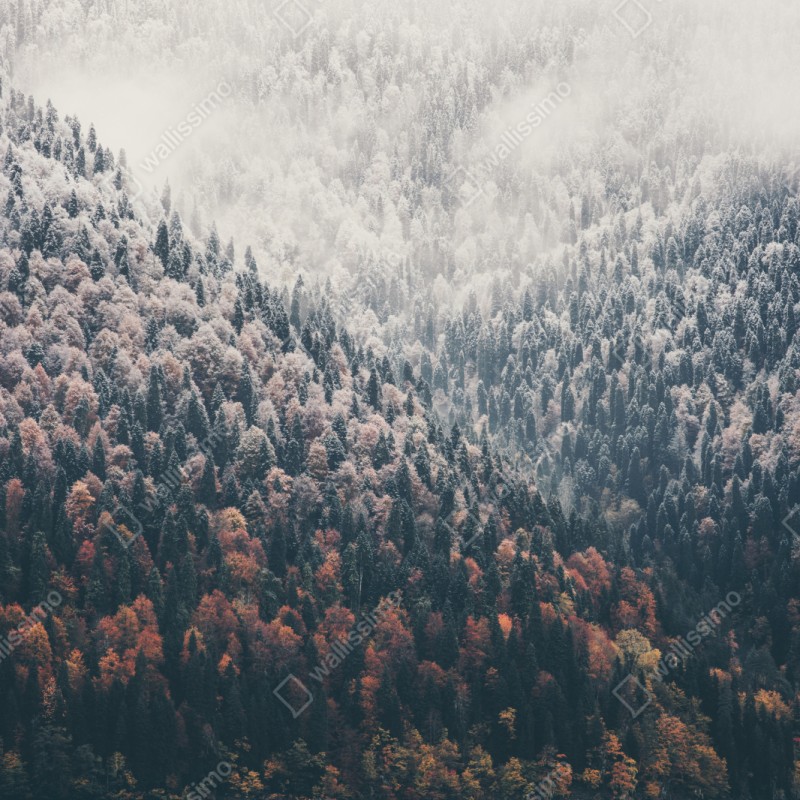 Repositionierbarer Aufkleber herbstlicher nebel über bergwald – Wallnifity® Repositionierbarer Aufkleber herbstlicher nebel über bergwald – Wallnifity®