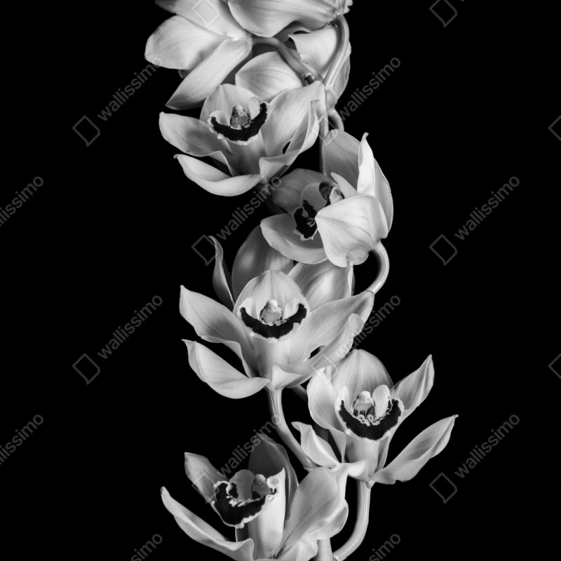 Repositionierbarer Aufkleber eleganter monochromer orchideenstiel – Wallnifity® Repositionierbarer Aufkleber eleganter monochromer orchideenstiel – Wallnifity®