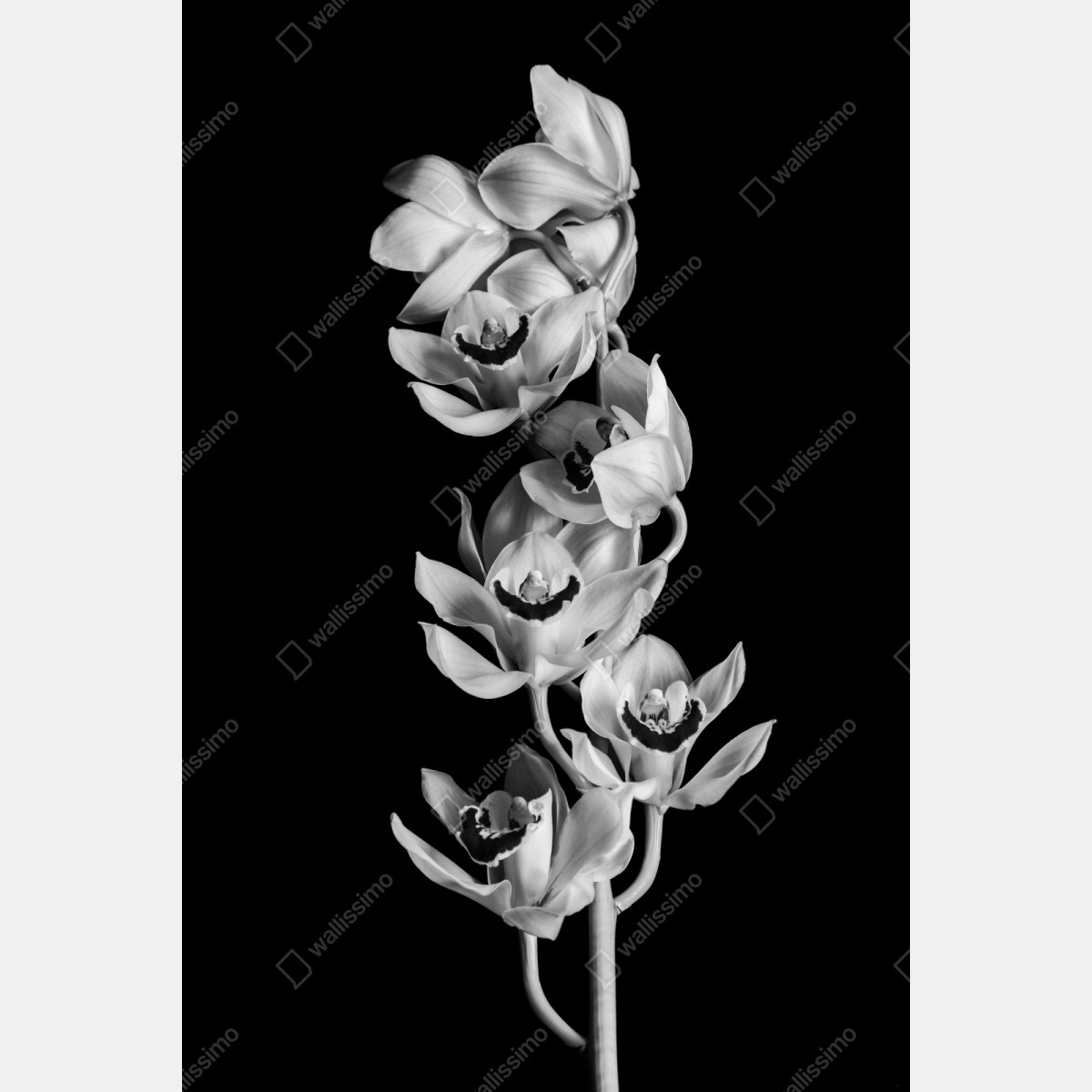 Repositionierbarer Aufkleber eleganter monochromer orchideenstiel – Wallnifity® Repositionierbarer Aufkleber eleganter monochromer orchideenstiel – Wallnifity®