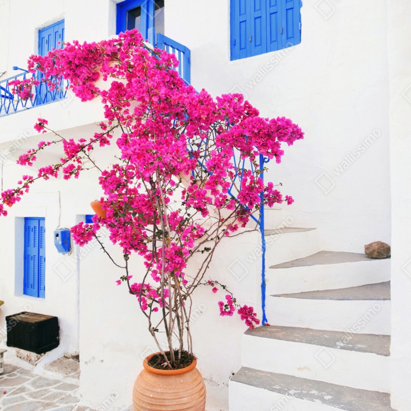 Repositionierbarer Aufkleber rosa bougainvillea vor weißem haus auf griechischer insel – Wallnifity® Repositionierbarer Aufkleber rosa bougainvillea vor weißem haus auf griechischer insel – Wallnifity®