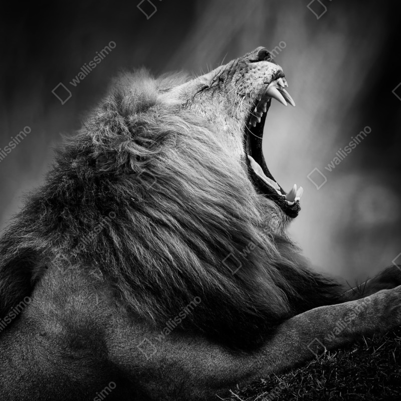 Repositionierbarer Aufkleber majestätischer brüllender löwe in monochrom – Wallnifity® Repositionierbarer Aufkleber majestätischer brüllender löwe in monochrom – Wallnifity®