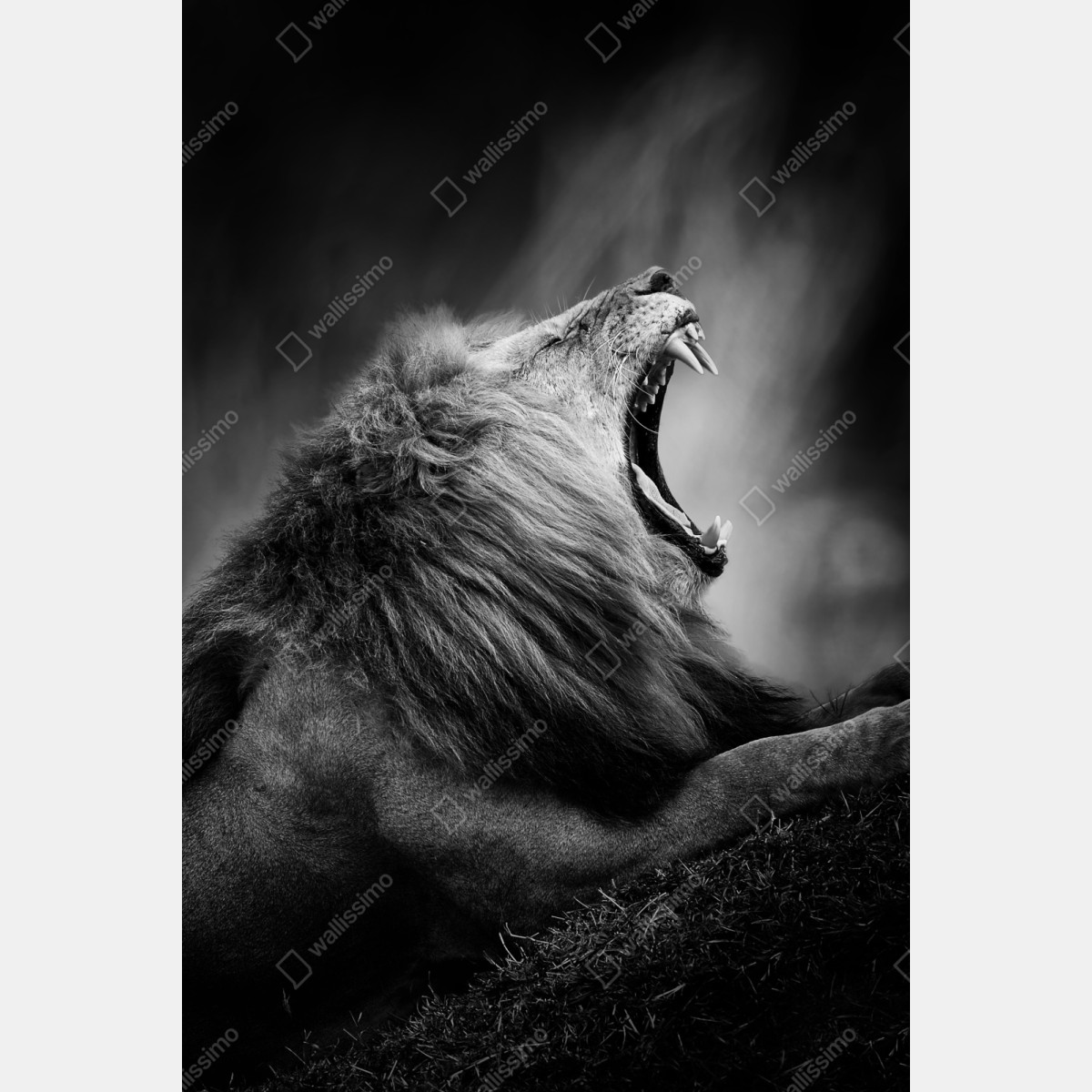 Repositionierbarer Aufkleber majestätischer brüllender löwe in monochrom – Wallnifity® Repositionierbarer Aufkleber majestätischer brüllender löwe in monochrom – Wallnifity®