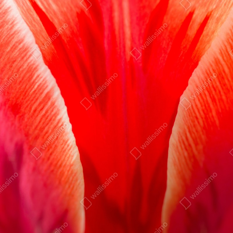 Repositionierbarer Aufkleber leuchtende rote tulpen nahaufnahme – Wallnifity® Repositionierbarer Aufkleber leuchtende rote tulpen nahaufnahme – Wallnifity®