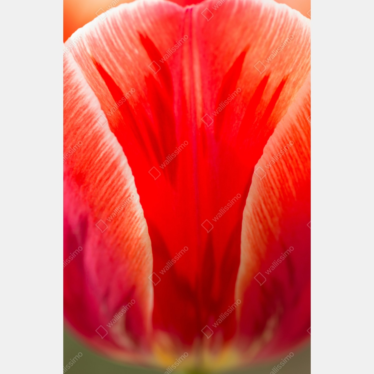 Repositionierbarer Aufkleber leuchtende rote tulpen nahaufnahme – Wallnifity® Repositionierbarer Aufkleber leuchtende rote tulpen nahaufnahme – Wallnifity®