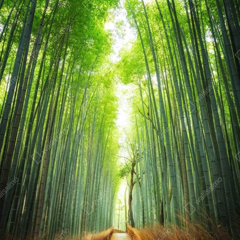 Repositionierbarer Aufkleber weg durch den bambushain von Arashiyama – Wallnifity® Repositionierbarer Aufkleber weg durch den bambushain von Arashiyama – Wallnifity®