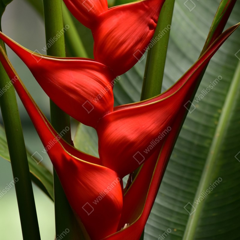 Repositionierbarer Aufkleber leuchtende rote heliconia blüte – Wallnifity® Repositionierbarer Aufkleber leuchtende rote heliconia blüte – Wallnifity®
