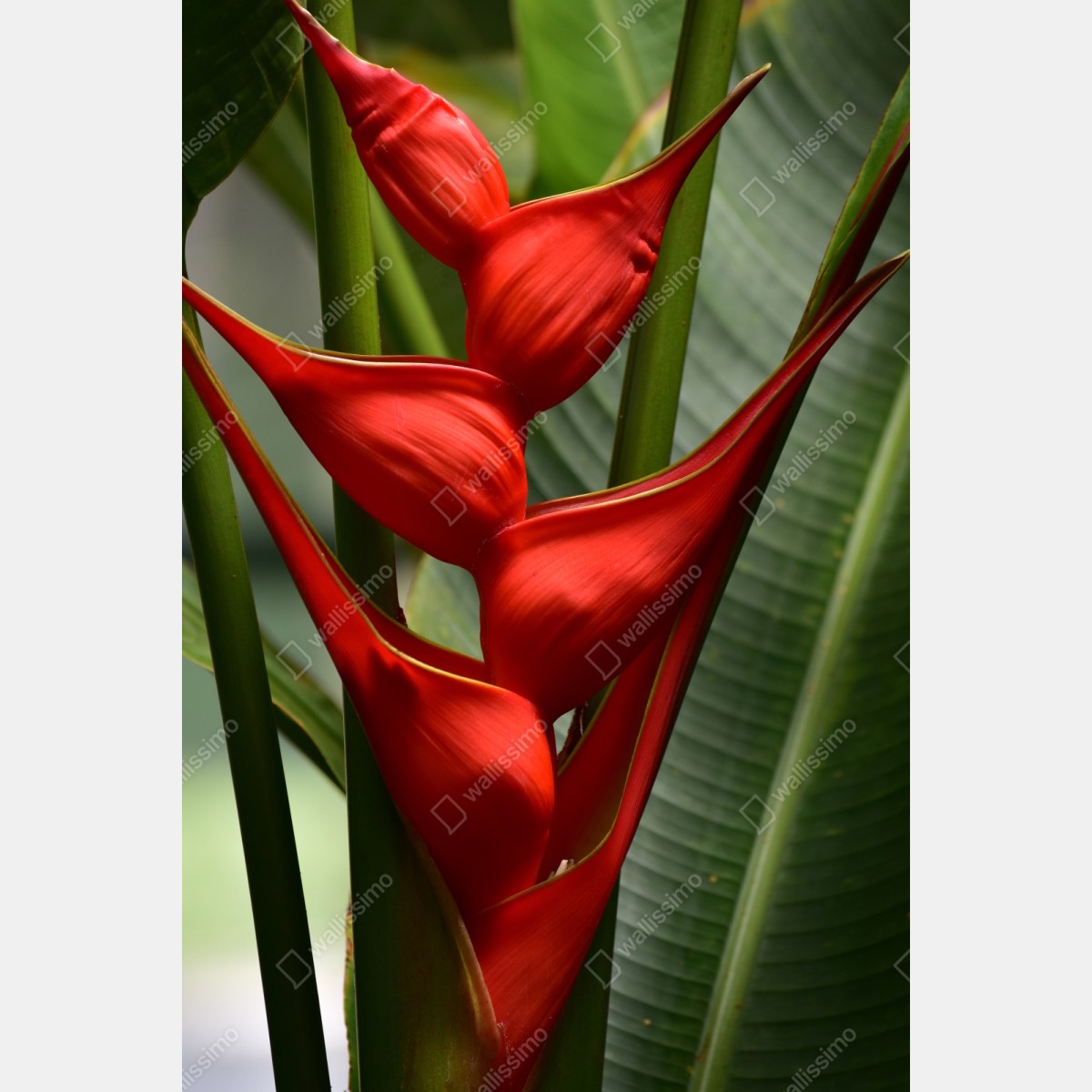 Repositionierbarer Aufkleber leuchtende rote heliconia blüte – Wallnifity® Repositionierbarer Aufkleber leuchtende rote heliconia blüte – Wallnifity®