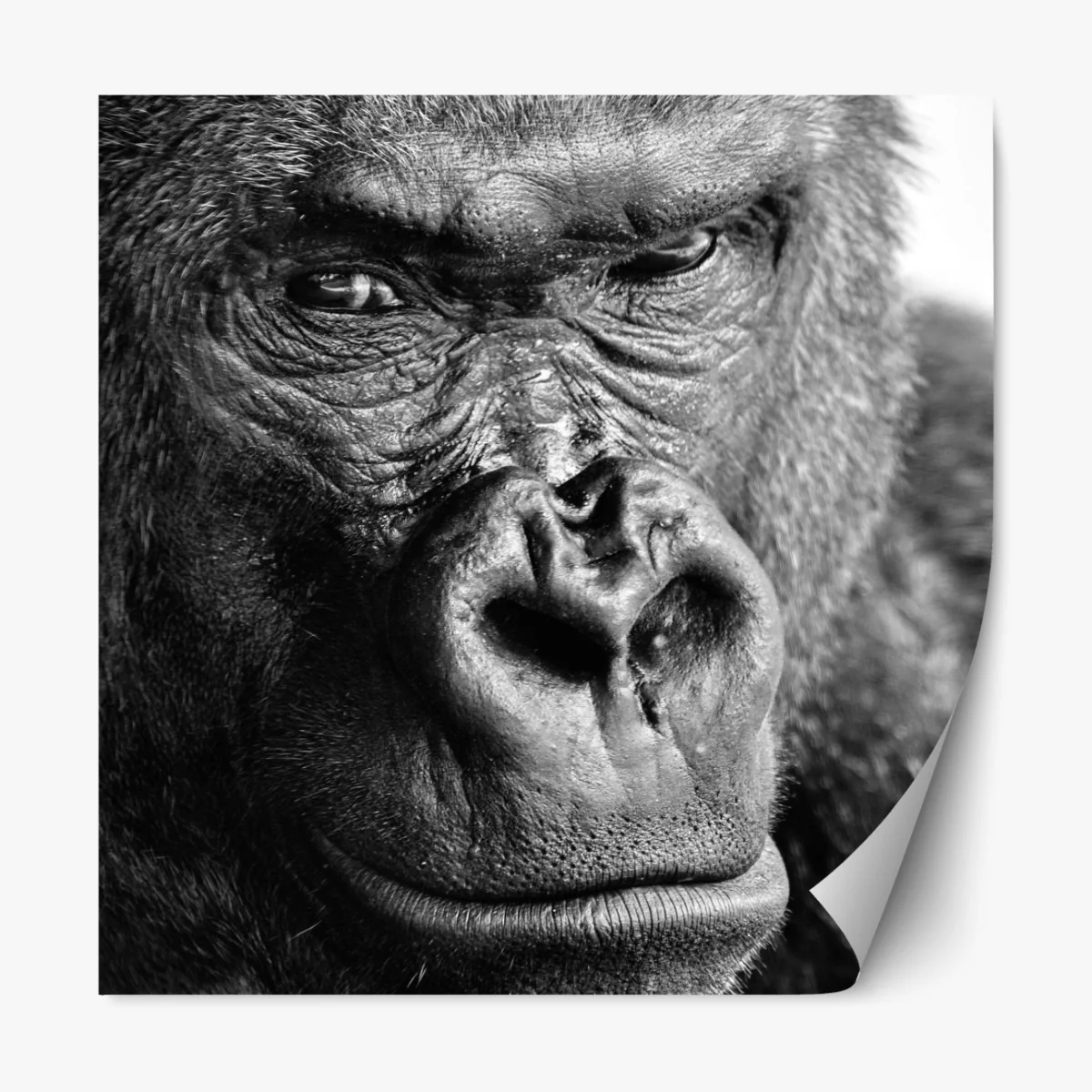 Repositionierbarer Aufkleber intensives gorilla-porträt in schwarzweiß – Wallnifity® Repositionierbarer Aufkleber intensives gorilla-porträt in schwarzweiß – Wallnifity®