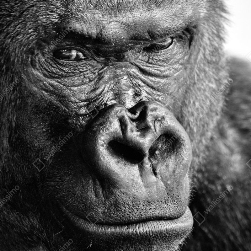 Repositionierbarer Aufkleber intensives gorilla-porträt in schwarzweiß – Wallnifity® Repositionierbarer Aufkleber intensives gorilla-porträt in schwarzweiß – Wallnifity®