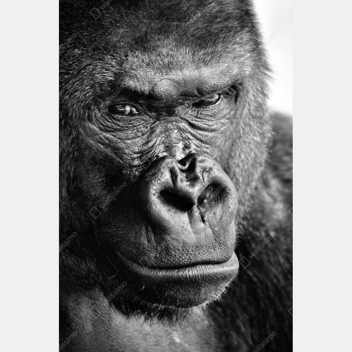 Repositionierbarer Aufkleber intensives gorilla-porträt in schwarzweiß – Wallnifity® Repositionierbarer Aufkleber intensives gorilla-porträt in schwarzweiß – Wallnifity®