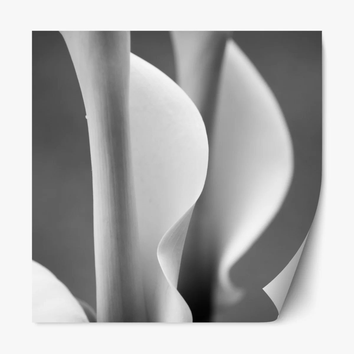 Repositionierbarer Aufkleber elegante calla-lilien in monochrom – Wallnifity® Repositionierbarer Aufkleber elegante calla-lilien in monochrom – Wallnifity®