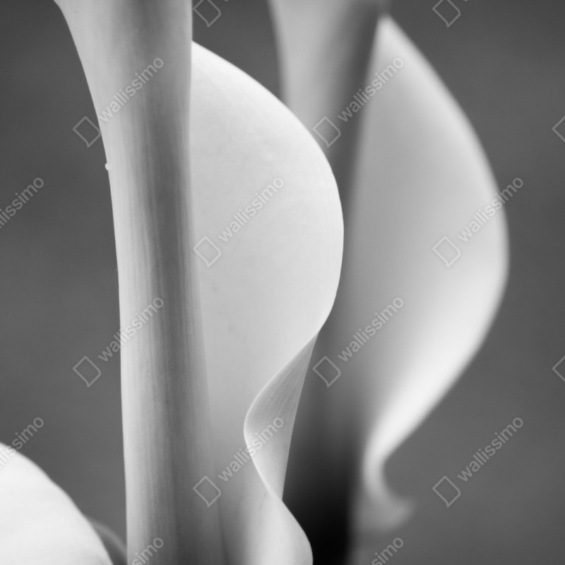 Repositionierbarer Aufkleber elegante calla-lilien in monochrom – Wallnifity® Repositionierbarer Aufkleber elegante calla-lilien in monochrom – Wallnifity®
