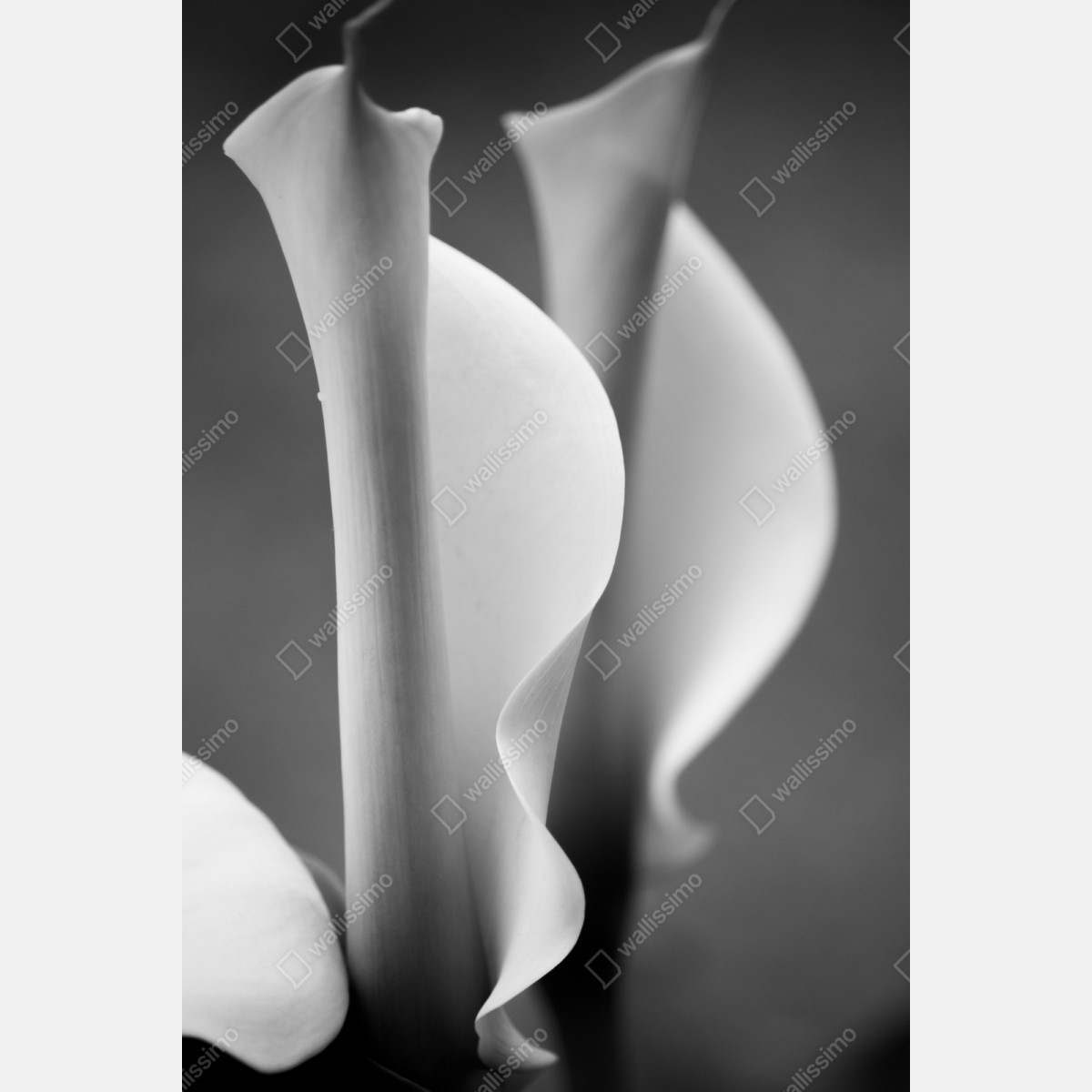 Repositionierbarer Aufkleber elegante calla-lilien in monochrom – Wallnifity® Repositionierbarer Aufkleber elegante calla-lilien in monochrom – Wallnifity®